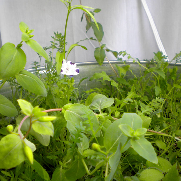 Wildflowers Wildflowers