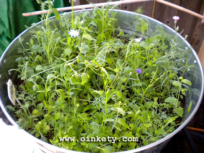Wildflower seedlings with flowers! Wildflower seedlings with flowers!