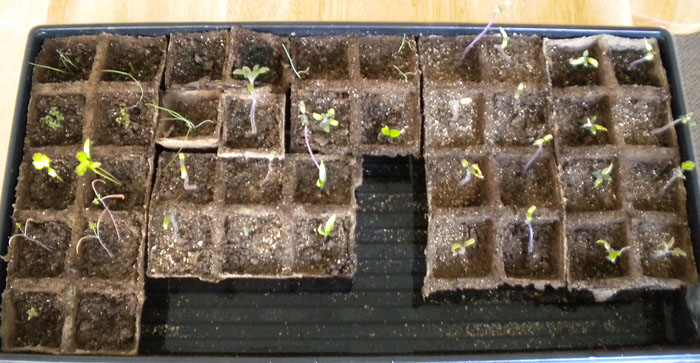 Tomato seedlings Tomato seedlings