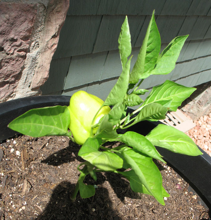 The bell pepper plants are small but they both have peppers on them!